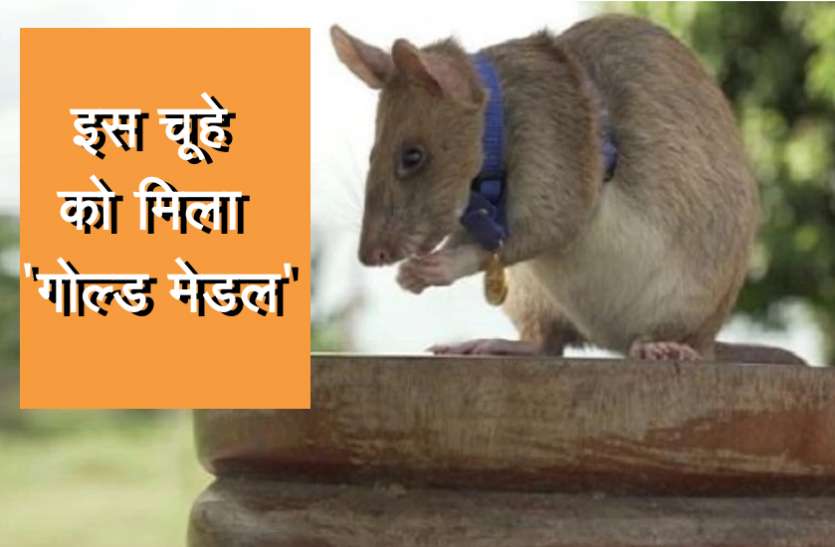 rat mangwa इस चूहे ने किया बहादुरी का काम, 'गोल्ड मेडल' से किया सम्मानित
