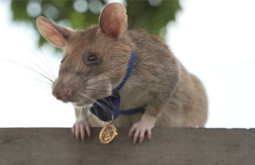 rat mangwa