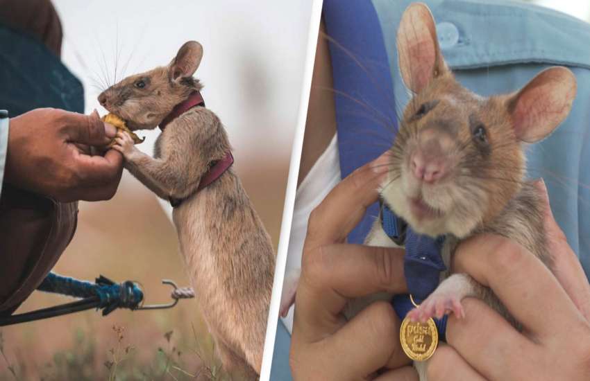rat mangwa