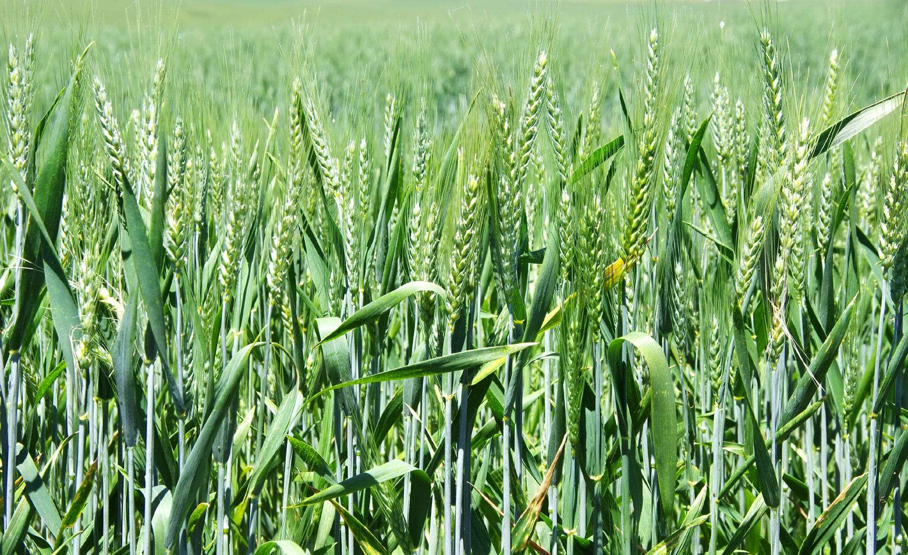 339027-wheat-crop.jpg