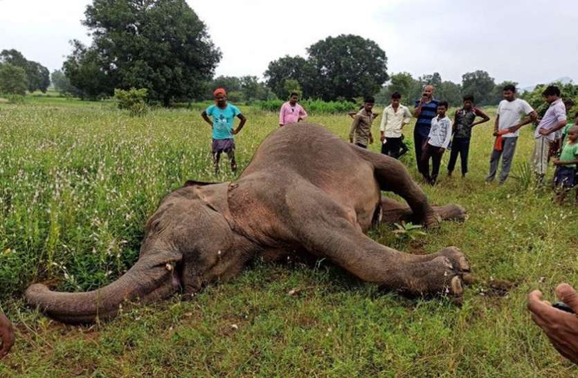 गर्भवती मादा हाथी की मृत्यु मामले में 10 से ज्यादा ग्रामीण गिरफ्तार गर्भवती मादा हाथी के मृत्यु मामले में 10 से ज्यादा ग्रामीण गिरफ्तार