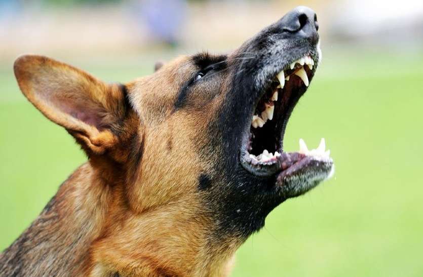 dog बच्ची की जान सिर्फ कुत्तों ने नहीं, नकारा-पत्थरदिल जिम्मेदारों ने ली है!