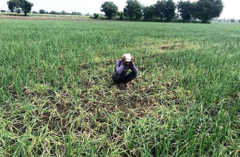 Onion crop wasted 20 से अधिक गांवों में प्याज की फसल हुई खराब