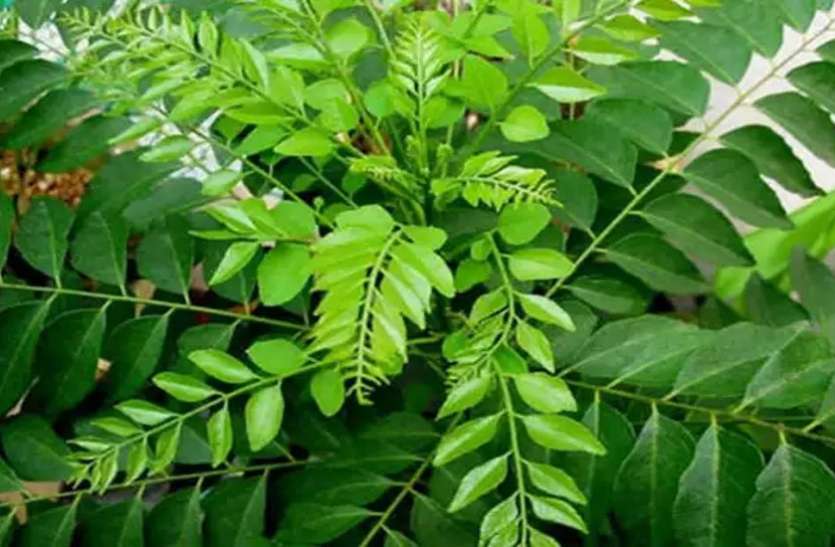 कड़ी पत्ता त्वचा के लिए बहुत फायदेमंद है कड़ीपत्ता, फेस पैक बनाकर चेहरे पर लगाएं
