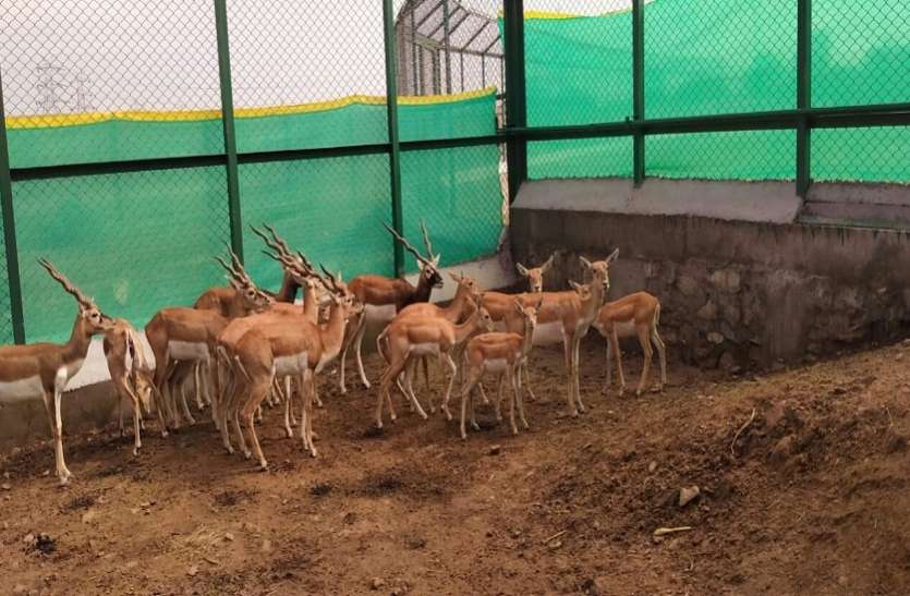 abheda Biological Park वन्यजीव सप्ताह पर कोरोना का असर,ऑनलाइन होंगी प्रतियोगिताएं