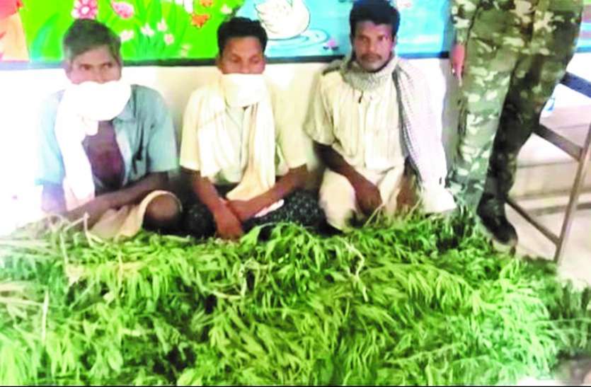 धान-मक्के की जगह 1 साल से कर रहे थे गांजे की खेती, 3 आरोपियों के खेत से 1 लाख 15 हजार का पौधा जब्त धान-मक्के की जगह 1 साल से कर रहे थे गांजे की खेती, 3 आरोपियों के खेत से 1 लाख 15 हजार का पौधा जब्त