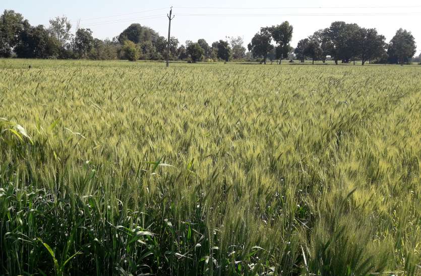 दस साल में 24.71 फीसदी बढ़ी गेहूं की उत्पादकता, रकबा भी 25.19 प्रतिशत ज्यादा हो चुका दस साल में 24.71 फीसदी बढ़ी गेहूं की उत्पादकता, रकबा भी 25.19 प्रतिशत ज्यादा हो चुका