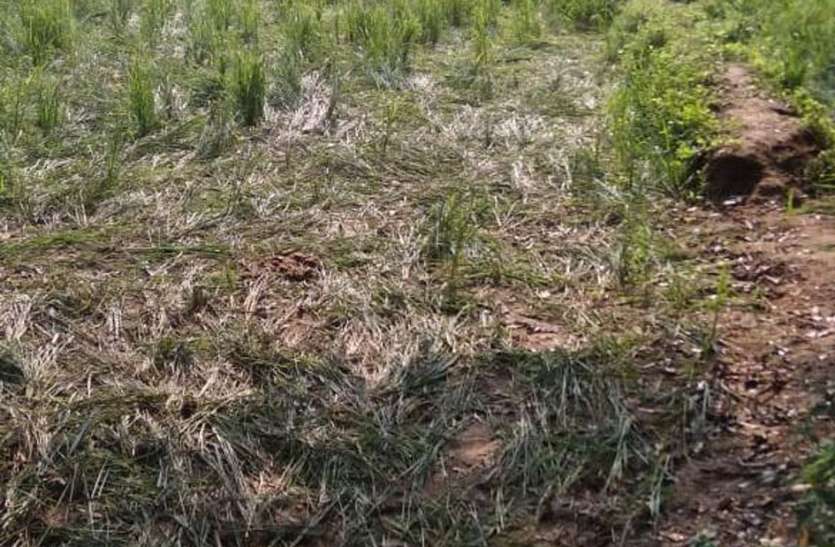 Now a herd of wild elephants reached Sarwahi, 10 km from the city अब शहर से 10 किमी दूर सरवाही पहुंचा जंगली हाथियों का झुंड
