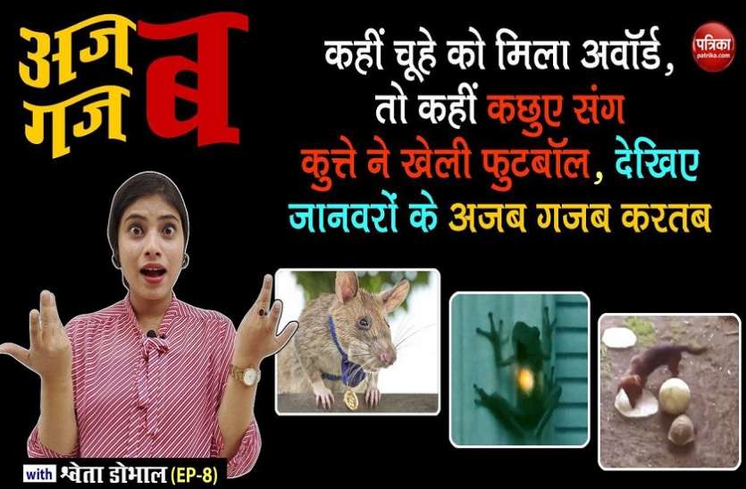 Rat received the award and dog played football with the turtle, watch the amazing videos of the animals: Ajab Gajab with Shweta Dhobhal (EP-8) कहीं चूहे को मिला अवॉर्ड, तो कहीं कछुए संग कुत्ते ने खेली फुटबॉल, देखिए जानवरों के अजब गजब करतब: अजब गजब with Shweta Dhobhal (EP-8)