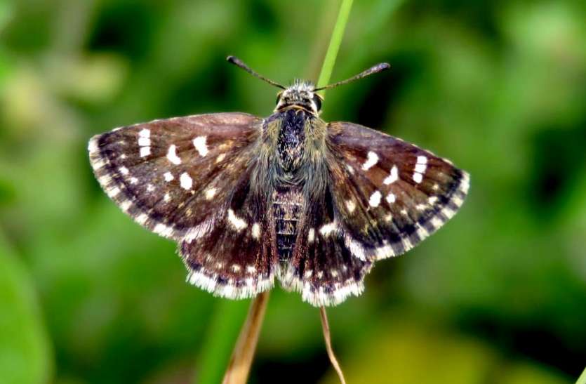 butterfly_-_spialia_zebra2.jpg राजस्थान में मिली देश की 1328 वीं तितली, सागवाड़ा के मुकेश पंवार ने खोजी