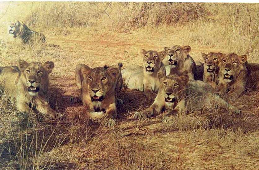 Ahmedabad News : 16 अक्टूबर से खुलेगा गिर जंगल, पर बदला होगा अब का परिदृश्य Ahmedabad News : 16 अक्टूबर से खुलेगा गिर जंगल, पर बदला होगा अब का परिदृश्य