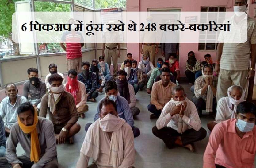 6 पिकअप में ठूंस रखे थे 248 बकरे-बकरियां, 29 गिरफ्तार 6 पिकअप में ठूंस रखे थे 248 बकरे-बकरियां, 29 गिरफ्तार
