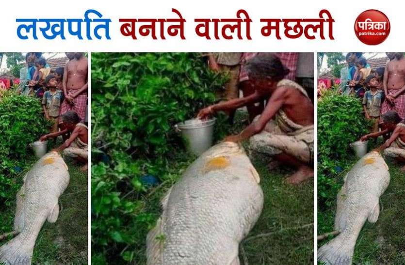 west_bengal_woman_turns_lakhpati_after_catching_bhola_fish.jpg दादी अम्मा ने पकड़ी 52 किलो की मछली, 3 लाख में हुई नीलामी !