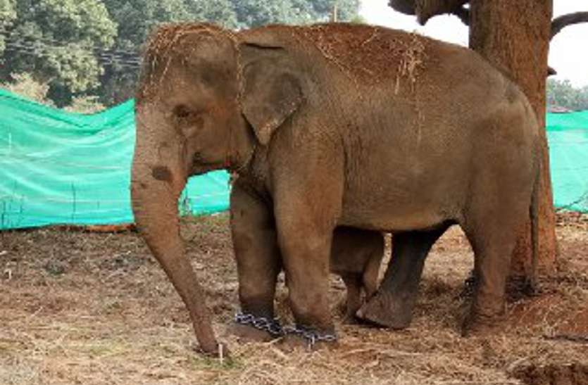 लाखों रुपए खर्च कर लाए गए कुमकी हाथियों में 2 निकलीं गर्भवती, अब हर महीने रख-रखाव पर 1.20 लाख खर्च लाखों रुपए खर्च कर लाए गए कुमकी हाथियों में 2 निकलीं गर्भवती, अब हर महीने रख-रखाव पर 1.20 लाख खर्च