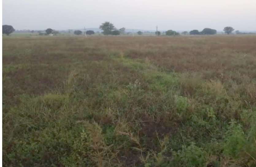 पीली पड़कर सूख रही सोयाबीन की फसल, किसान चिंतित पीली पड़कर सूख रही सोयाबीन की फसल, किसान चिंतित