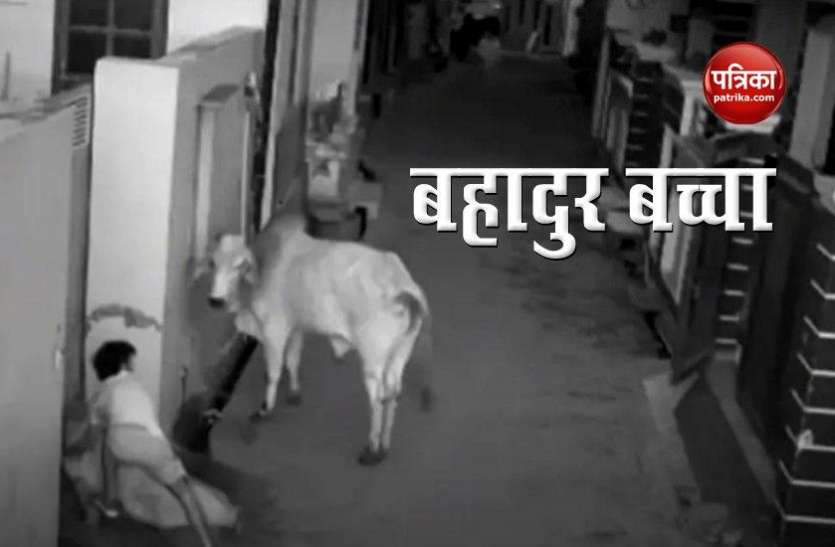 Raging bull attacks old woman, her grandson saves her दादी को जान बचाने के लिए पागल सांड से भिड़ गया मासूम, वीडियो हुआ वायरल