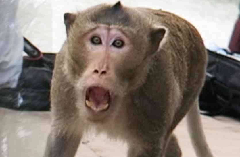 monkey_3938287_835x547-m_4905690_835x547-m.jpg चॉकलेट लेने जा रहे बच्चे को देख बंदर ने मारा झपट्टा फिर काटा, अपराध दर्ज