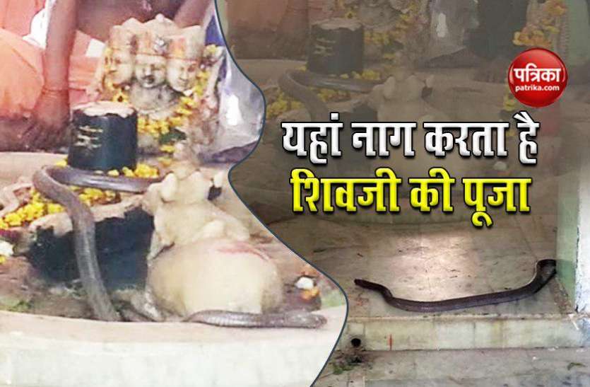 unique Shiva temple अनोखा शिव मंदिर, जहां नाग रोजाना करता है पूजा, बहुत दूर-दूर से आते है श्रद्धालु