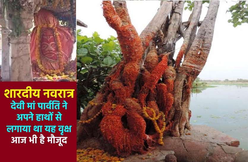 A baniyan Tree which was planted by goddess Parvati in india शारदीय नवरात्र 2020: मां पार्वती का लगाया ये वृक्ष, प्राचीन 4 पवित्र वृक्षों में से है एक