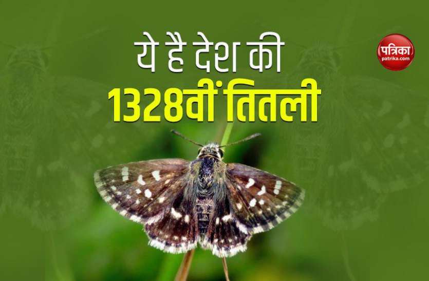 country 1328th butterfly ये है देश की 1328वीं तितली, 2.5 सेमी चौड़ी भरती है तेज उड़ान