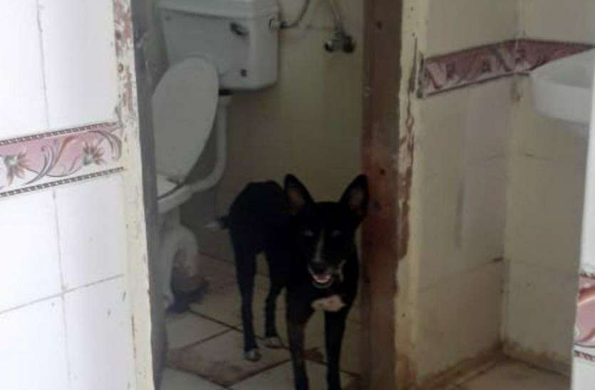 Dogs entered in MCH wing, newborns are in danger एमसीएच विंग में घूम रहे श्वान, नवजात बच्चों की जान को खतरा