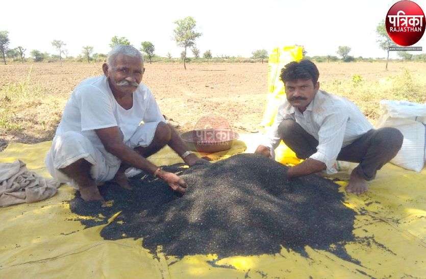 तापमान ने किसानों की बढ़ाई धडकऩें, नहीं हो रही सरसों की बुवाई तापमान ने किसानों की बढ़ाई धडकऩें, नहीं हो रही सरसों की बुवाई
