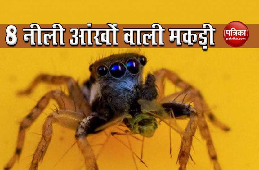 spider महिला को आंगन में दिखी 8 नीली आंखों वाली 'डरावनी' मकड़ी, देखकर हो गई थी ऐसी हालत