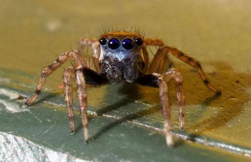 spider