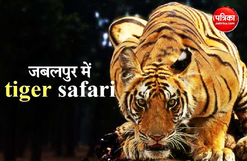 tiger.jpg TIGER SAFARI: जबलपुर में बन रही टाइगर सफारी में फंसा पेंच, कुदरत से छेड़छाड़ का आरोप