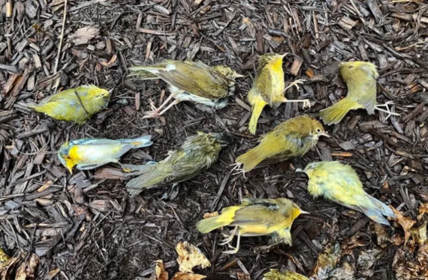 Migratory Dead Birds Found America: अचानक आसमान से 'बरसने' लगी मरी हुई पक्षियां, किसी अनहोनी की आशंका से दहशत में लोग