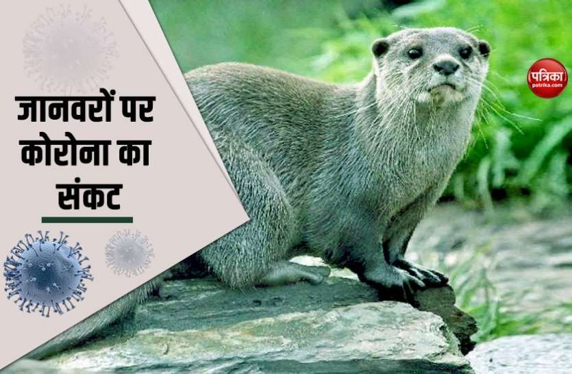 coronavirus in animal सावधान: जानवरों पर बढ़ा कोरोना का खतरा, America में संक्रमण से 10 हजार उदबिलाव की मौत