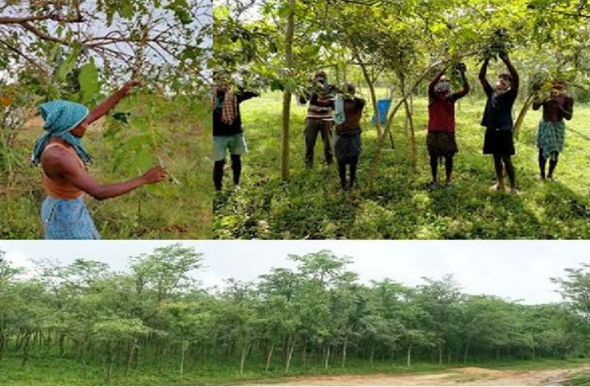 वनांचल के आदिवासी किसानों के लिए रेशम कीट पालन बना अतिरिक्त आय का जरिया वनांचल के आदिवासी किसानों के लिए रेशम कीट पालन बना अतिरिक्त आय का जरिया