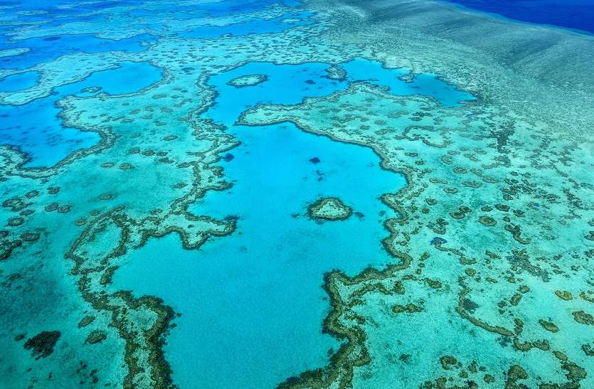 So What Will Be The World S Largest Coral Reef Great Barrier Reef त क य खत म ह ज एग द न य क सबस बड म ग क चट ट न Patrika News