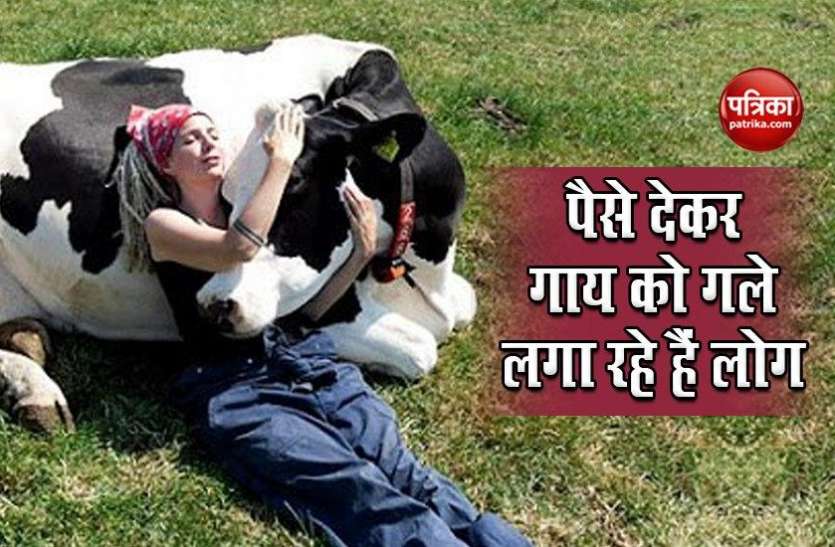 Is cow hugging the world's new wellness trend गाय को कुछ मिनट गले लगाने के लिए लोग खर्च कर रहे हैं हजारों रुपए, जानें वजह
