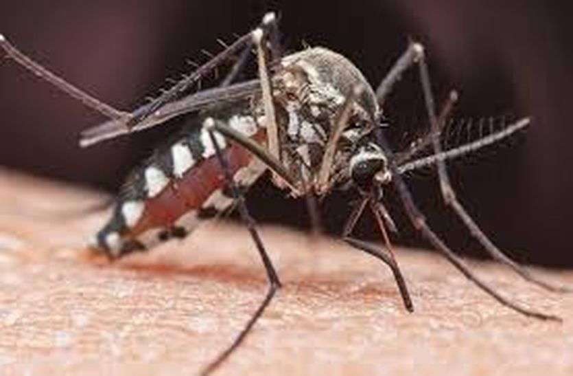 Dengue - कोरोना के साथ डेंगू का मंडराने लगा खतरा कोरोना से उभरे ही थे कि डेंगू ने लिया चपेट में