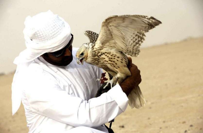 falcon sold in auction. Saudi Arabia में एक करोड़ रुपये से अधिक में बिका बाज, 15 नवंबर तक जारी रहेगी नीलामी