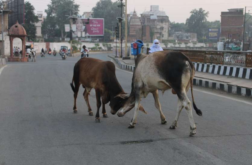 सडक़ पर आवारा जानवरों के कारण लोग परेशान सडक़ पर आवारा जानवरों के कारण लोग परेशान