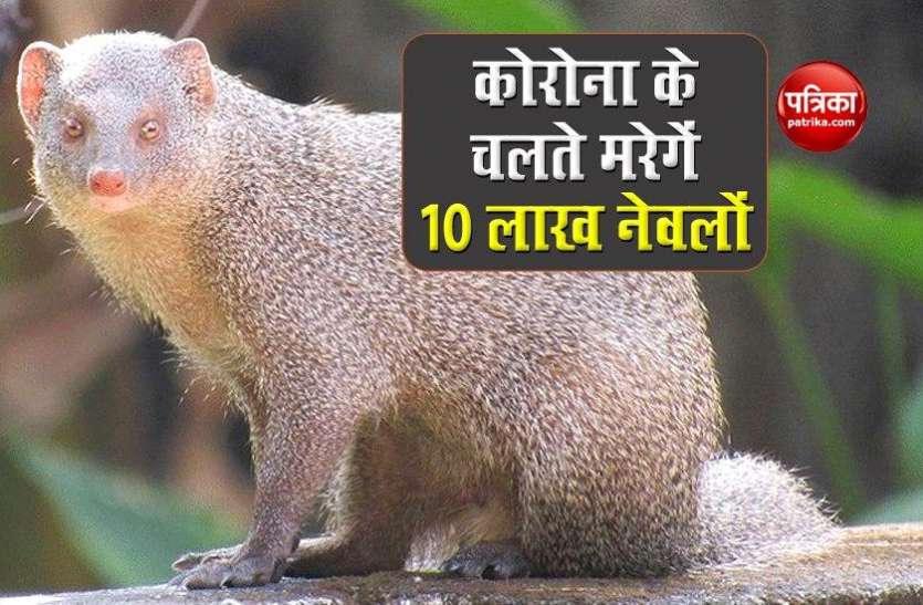 More than 1 million mink to be killed to contain spread of coronavirus डेनमार्क में नेवलों में फैला कोरोना वायरस, सरकार ने 10 लाख को दिए मारने के आदेश