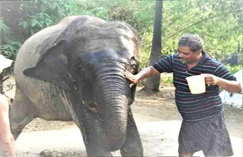 Akhtar Imam To Set Up Village For Elephants In Ramnagar ह थ य क न म 5 कर ड करन क ब द यह क म करन ज रह ह य शख स Patrika News