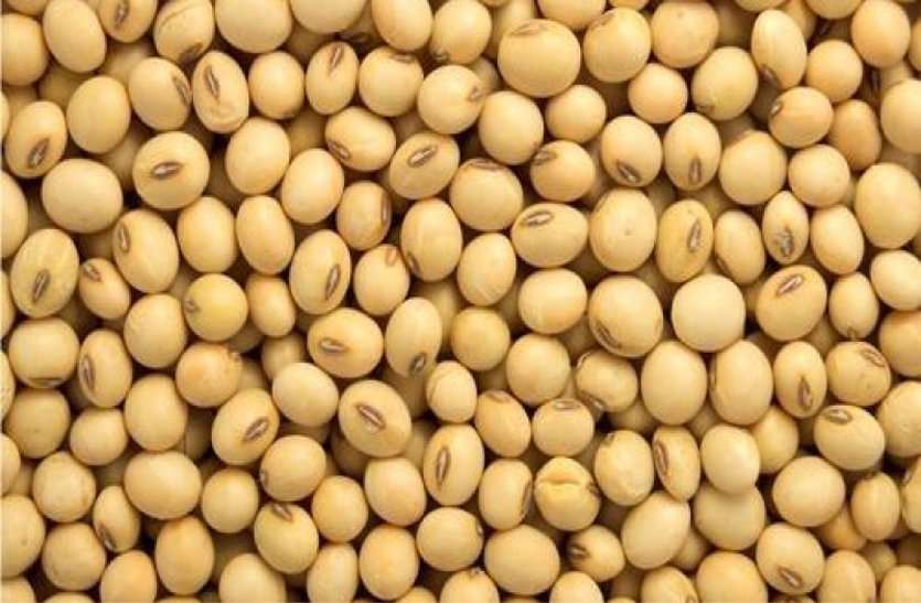 Farmers are incurring losses every year in soybean, urad हर वर्ष सोयाबीन, उड़द में किसान उठा रहे घाटा, फिर भी नहीं कर रहे दूसरी फसलों की बोवनी