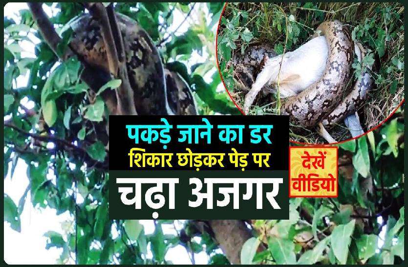 azgar.jpg बकरी को निगल रहे अजगर ने वन विभाग के अमले को छकाया, शिकार छोड़कर पेड़ पर चढ़ा, देखें वीडियो