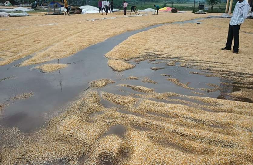 Maize and cotton yield soaked due to rain तेज बारिश से भीगी मक्का और कपास की उपज, किसानों की आफत