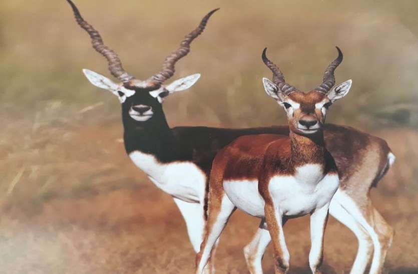 काले हरिणों की 231 हेक्टेयर जमीन पर जेडीए की कुंडली से वन्यजीवों का भविष्य भी काला काले हरिणों की 231 हेक्टेयर जमीन पर जेडीए की कुंडली से वन्यजीवों का भविष्य भी काला