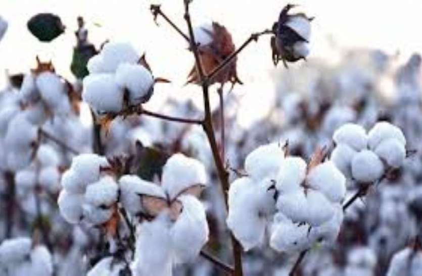 COTTON--- भारतीय कपास निगम पहली बार ओसियां में करेगा कपास की खरीद COTTON--- भारतीय कपास निगम पहली बार ओसियां में करेगा कपास की खरीद