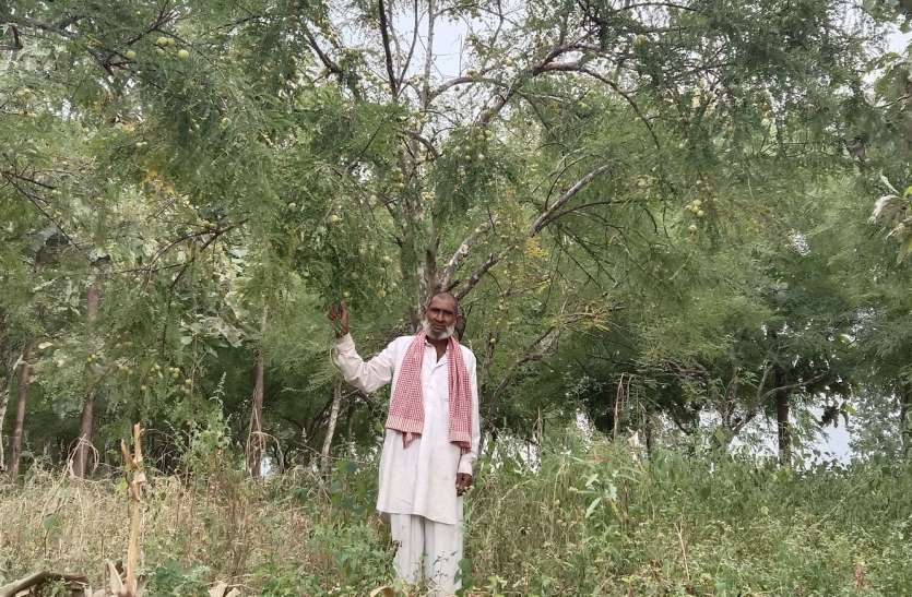 300 amla plants in barren land planted 300 पौधों से बंजर भूमि को कर दिया हराभरा, अब सालाना लाखों की कमाई