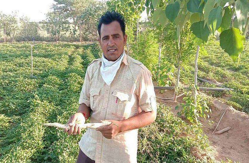 जैविक खेती से नवाचार कर सफेद शकरकंद उगाने में पाई सफलता जैविक खेती से नवाचार कर सफेद शकरकंद उगाने में पाई सफलता