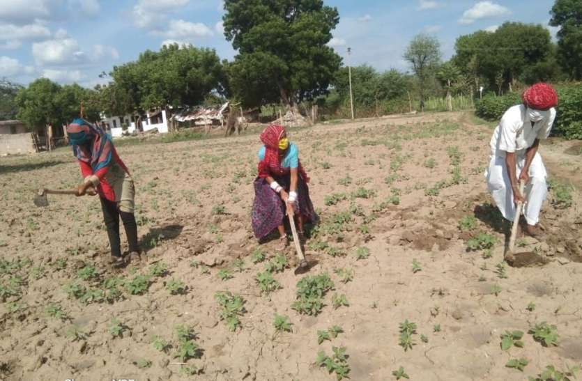 rajasthan_farmers.jpg 17 जिलों की 59 ग्राम पंचायतों के किसानों के लिए गुड न्यूज