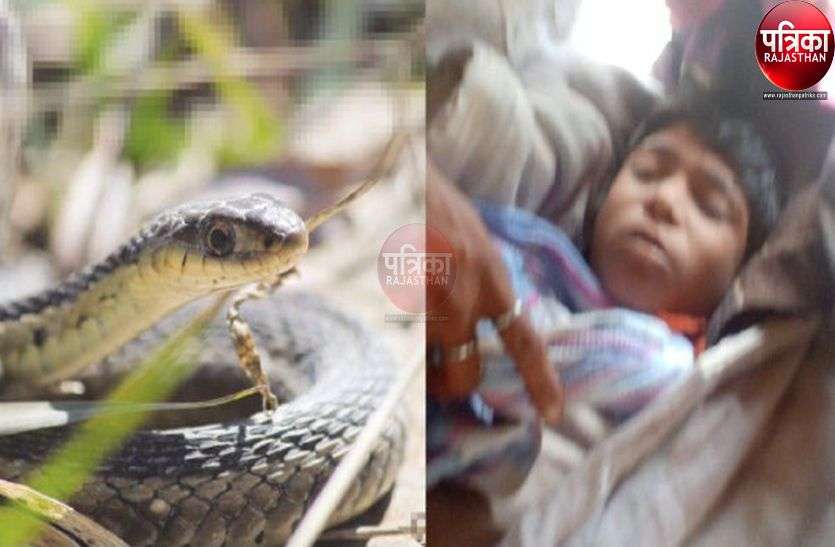 पिता के साथ खेत गए छात्र की सर्पदंश से मौत पिता के साथ खेत गए छात्र की सर्पदंश से मौत