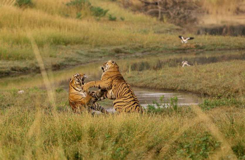 tigress_2.jpg