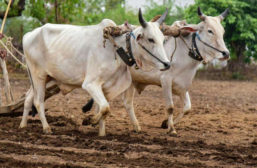 यूपी के किसानों के चेहरे शीघ्र मुस्कुराएंगे, गांव-गांव में बना रही है 5000 गोदाम यूपी के किसानों के चेहरे शीघ्र मुस्कुराएंगे, गांव-गांव में सरकार बना रही है 5000 गोदाम
